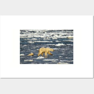 Polar Bears: Mother & Cub Struggling in Hudson Bay, Canada Posters and Art